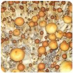 Псилоцибиновые (галлюциногенные)  грибы Psilocybin "Golden Teacher" в Снежногорске