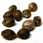 Семена марихуаны АК-47  (Seeds AK-47) в Снежногорске